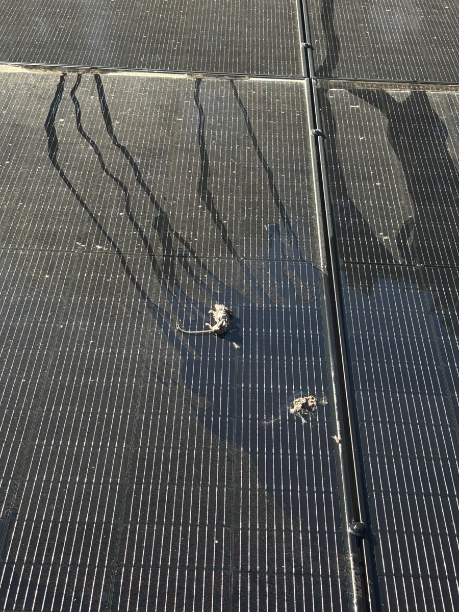 Dirty solar panels with bird waste before cleaning